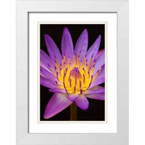 Violet Lotus White Modern Wood Framed Art Print with Double Matting by Anonymous