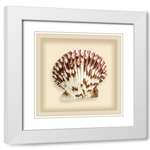Radial Seashell White Modern Wood Framed Art Print with Double Matting by Anonymous