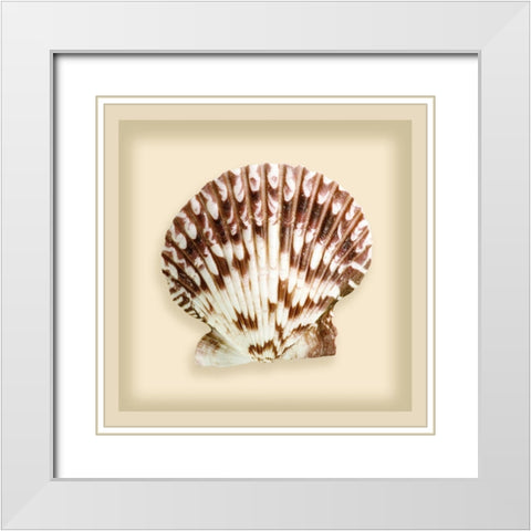 Radial Seashell White Modern Wood Framed Art Print with Double Matting by Anonymous