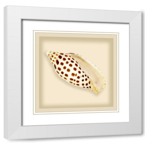 Leopard Shell White Modern Wood Framed Art Print with Double Matting by Anonymous