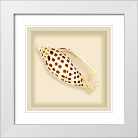 Leopard Shell White Modern Wood Framed Art Print with Double Matting by Anonymous