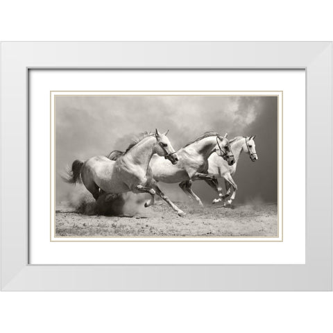 White Stallions II White Modern Wood Framed Art Print with Double Matting by Anonymous