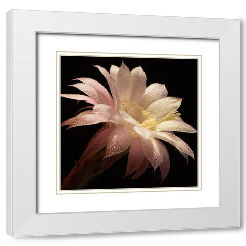 Dewdrops II  White Modern Wood Framed Art Print with Double Matting by Zywucki, B.