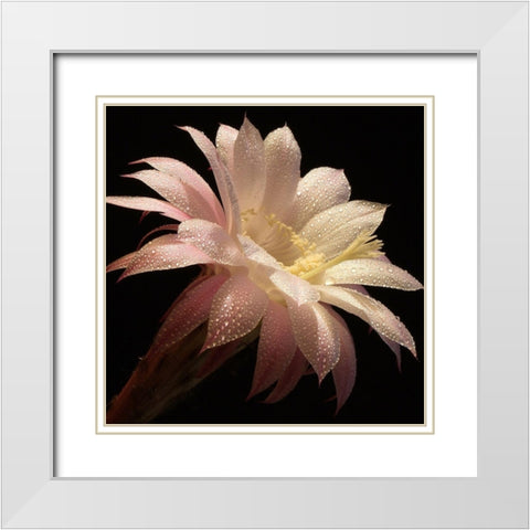 Dewdrops II  White Modern Wood Framed Art Print with Double Matting by Zywucki, B.