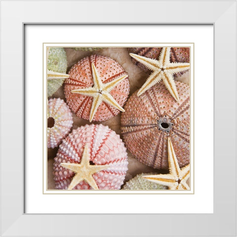 Starfish and Sea Urchins White Modern Wood Framed Art Print with Double Matting by Bramwell
