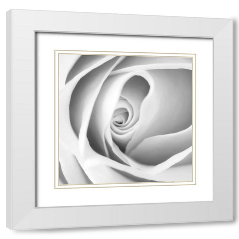 Rose Swirl I White Modern Wood Framed Art Print with Double Matting by Anonymous