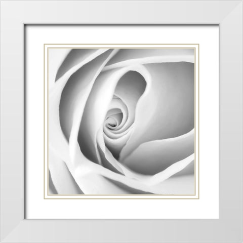 Rose Swirl I White Modern Wood Framed Art Print with Double Matting by Anonymous
