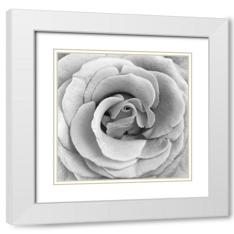 Rose Swirl II White Modern Wood Framed Art Print with Double Matting by Anonymous