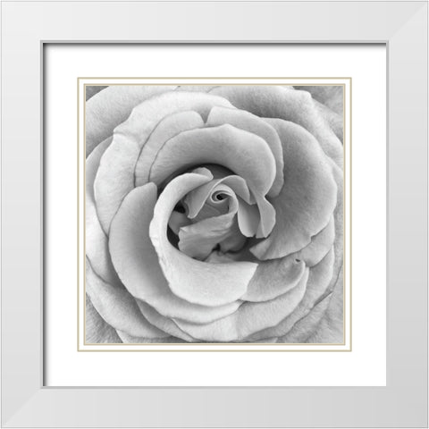 Rose Swirl II White Modern Wood Framed Art Print with Double Matting by Anonymous