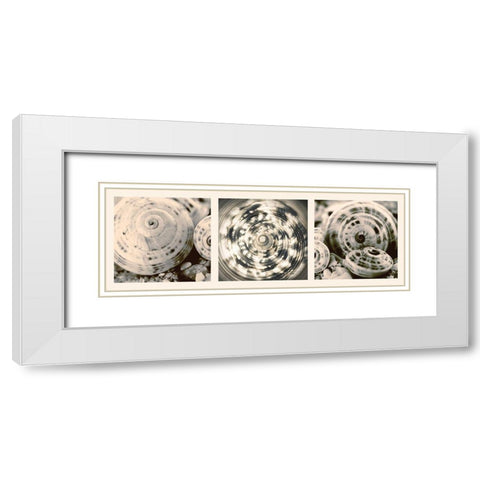 Shell Collection White Modern Wood Framed Art Print with Double Matting by Lourens, N.