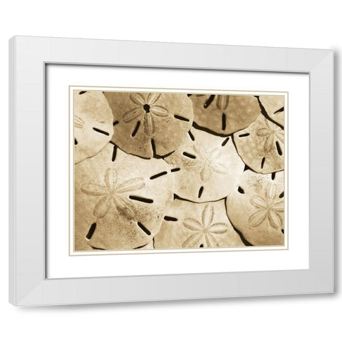Sand Dollar Grouping White Modern Wood Framed Art Print with Double Matting by Anonymous