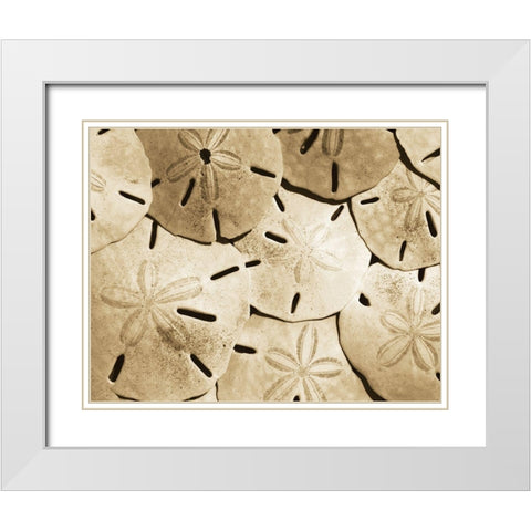 Sand Dollar Grouping White Modern Wood Framed Art Print with Double Matting by Anonymous