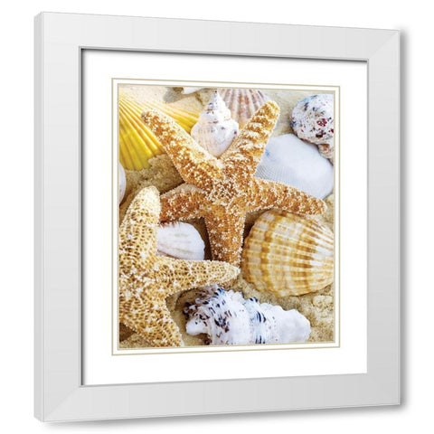 Starfish and Shells White Modern Wood Framed Art Print with Double Matting by Anonymous