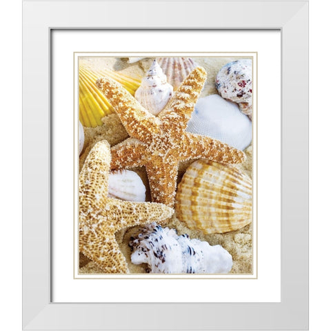Starfish and Shells White Modern Wood Framed Art Print with Double Matting by Anonymous