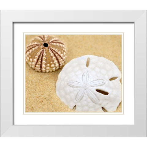 Sand Dollar and Sea Urchin White Modern Wood Framed Art Print with Double Matting by Anonymous