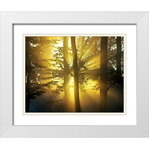 Light Through the Trees I, Color White Modern Wood Framed Art Print with Double Matting by Anonymous