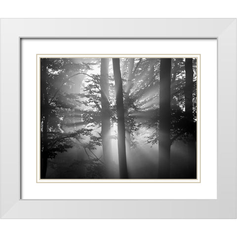 Light Through the Trees I White Modern Wood Framed Art Print with Double Matting by Anonymous