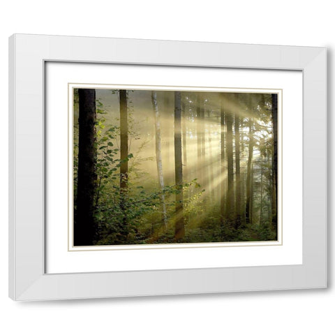 Light Through the Trees II White Modern Wood Framed Art Print with Double Matting by Anonymous
