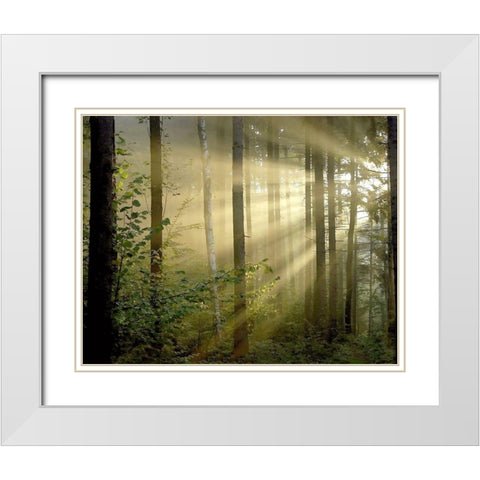 Light Through the Trees II White Modern Wood Framed Art Print with Double Matting by Anonymous