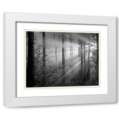 Light Through the Trees II White Modern Wood Framed Art Print with Double Matting by Anonymous