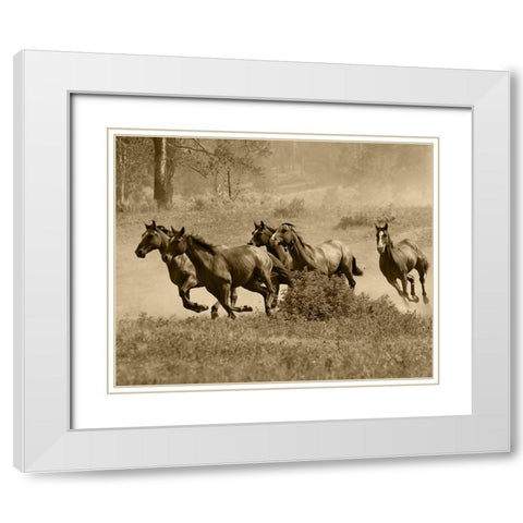 Wild Horses II White Modern Wood Framed Art Print with Double Matting by Anonymous