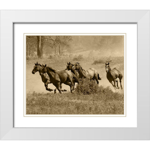 Wild Horses II White Modern Wood Framed Art Print with Double Matting by Anonymous