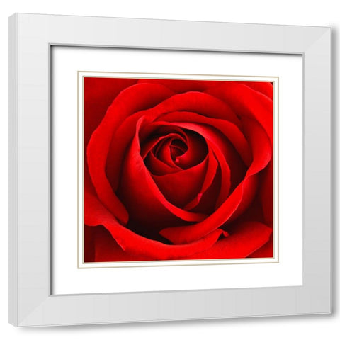 Scarlet Rose White Modern Wood Framed Art Print with Double Matting by Anonymous