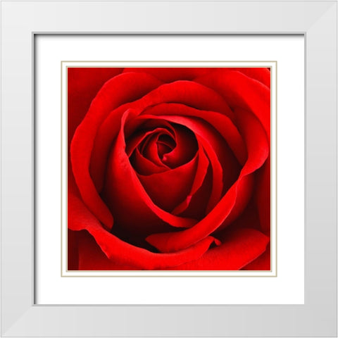 Scarlet Rose White Modern Wood Framed Art Print with Double Matting by Anonymous