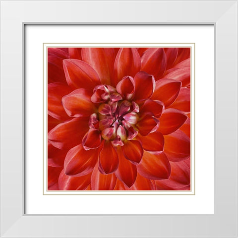 Red Dahlia White Modern Wood Framed Art Print with Double Matting by Anonymous