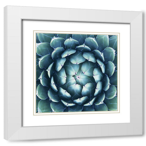 Pianta Grassa White Modern Wood Framed Art Print with Double Matting by Barillari, B.