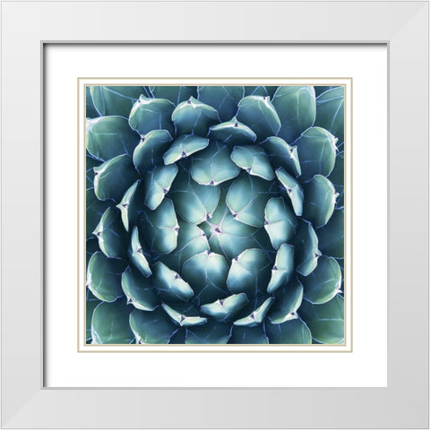 Pianta Grassa White Modern Wood Framed Art Print with Double Matting by Barillari, B.