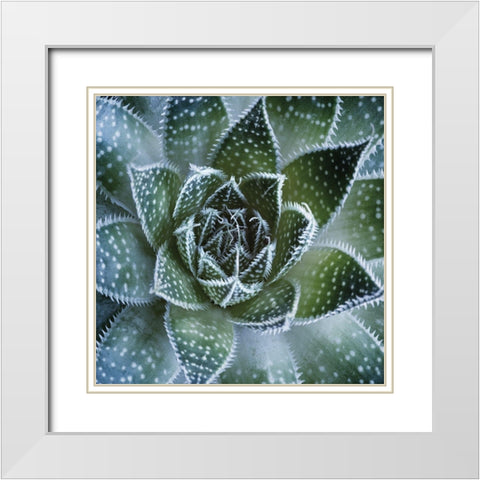 Aloe Aristata White Modern Wood Framed Art Print with Double Matting by Palis