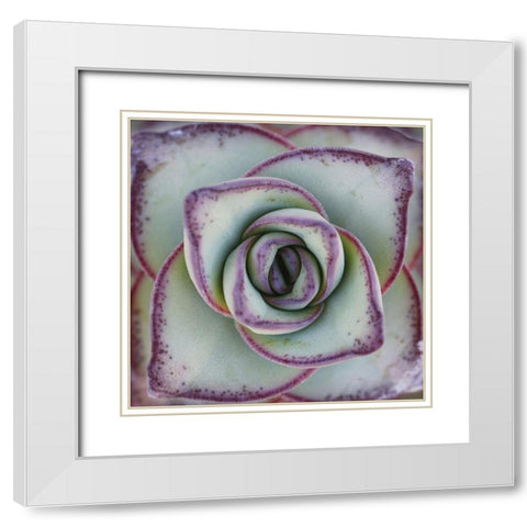 Macro Succulent White Modern Wood Framed Art Print with Double Matting by Garsot