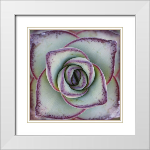 Macro Succulent White Modern Wood Framed Art Print with Double Matting by Garsot