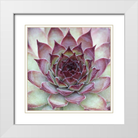 Sempervivum Florette White Modern Wood Framed Art Print with Double Matting by Avison