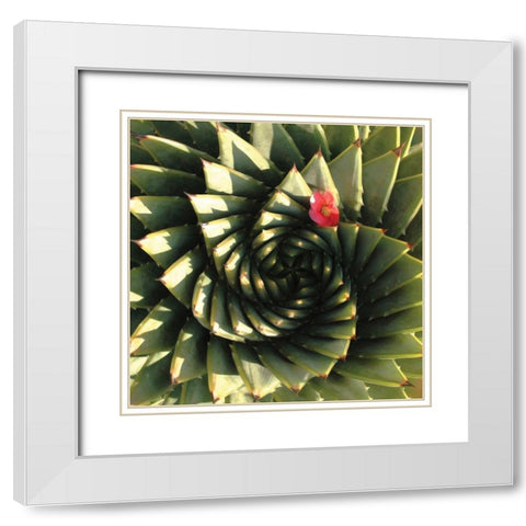 Spiral Aloe White Modern Wood Framed Art Print with Double Matting by Gosselin