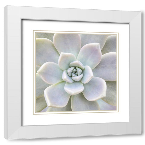 Aeonium Flower White Modern Wood Framed Art Print with Double Matting by Biebel