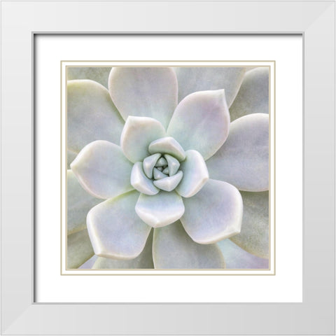 Aeonium Flower White Modern Wood Framed Art Print with Double Matting by Biebel