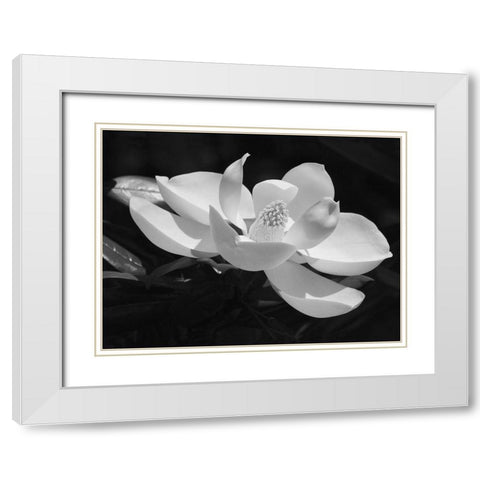 Magnolia Flower White Modern Wood Framed Art Print with Double Matting by Anonymous