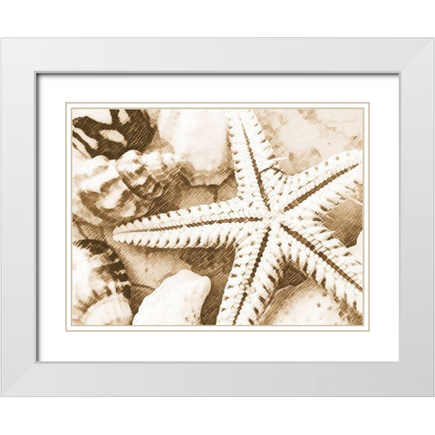 Starfish Impression White Modern Wood Framed Art Print with Double Matting by Anonymous