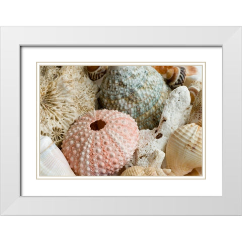 Sea Urchins White Modern Wood Framed Art Print with Double Matting by Anonymous