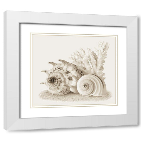 Seashells I White Modern Wood Framed Art Print with Double Matting by Anonymous