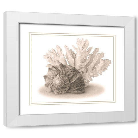 Seashells II White Modern Wood Framed Art Print with Double Matting by Anonymous