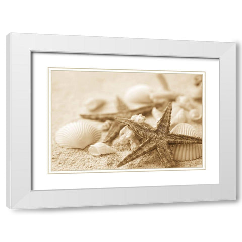 Starfish and Seashells White Modern Wood Framed Art Print with Double Matting by Anonymous