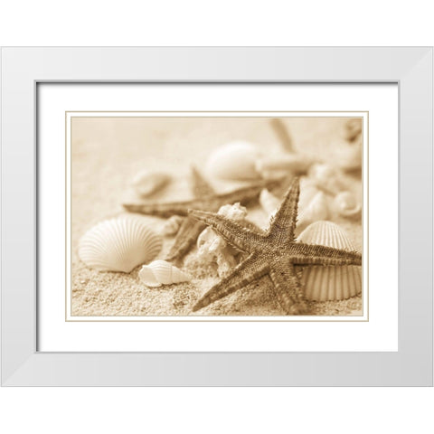 Starfish and Seashells White Modern Wood Framed Art Print with Double Matting by Anonymous