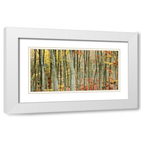 Beech Forest White Modern Wood Framed Art Print with Double Matting by Mavroudakis