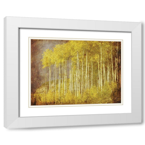 Autumn Aspen ForestAnon White Modern Wood Framed Art Print with Double Matting by Anonymous