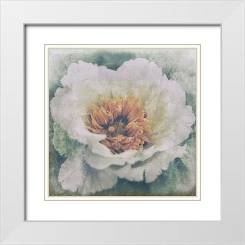 Nostalgic Peony Blossom White Modern Wood Framed Art Print with Double Matting by Anonymous