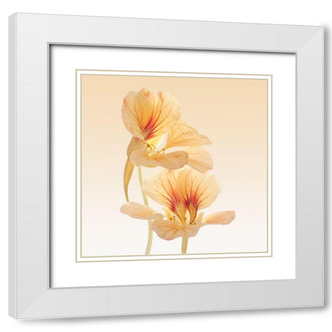 Nasturtium White Modern Wood Framed Art Print with Double Matting by Vilor
