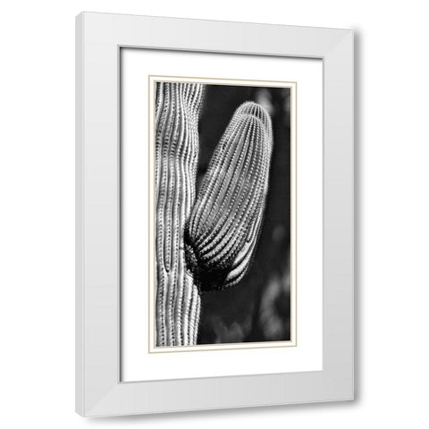 Tucson Saguaro White Modern Wood Framed Art Print with Double Matting by Pearlman, Steve